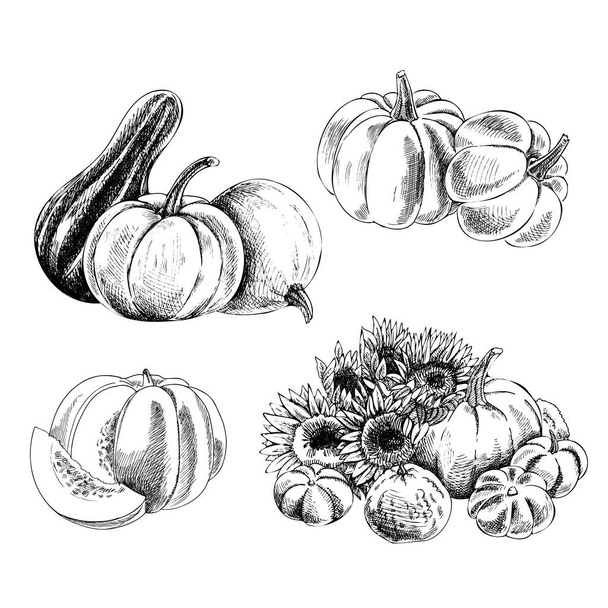 Hand drawn agriculture and farm isolated design elements. Pumpkins sketch vector illustration. Autumn gourd harvest. Halloween and thanksgiving vintage illustration. - Vector, Imagen