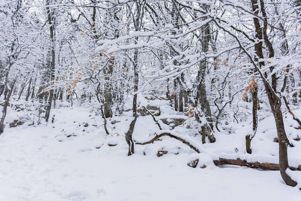 Winter beech forest January. Snow-covered trees in the forest. Beautiful fabulous winter background. Travel uphill through large snowdrifts. Atmospheric winter landscape with dense impenetrable forest - Foto, Bild