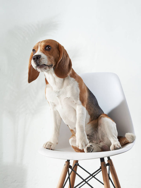 the dog is sitting on a chair. Beagle at home  - Фото, изображение