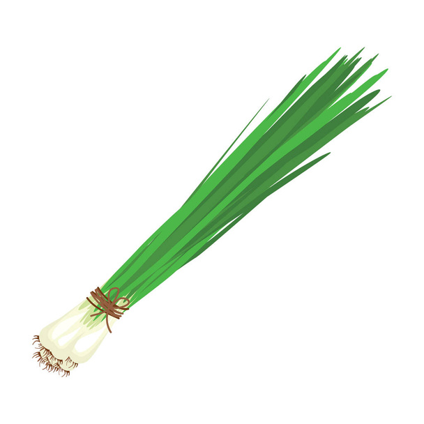 A bunch of green onions tied with a rope. A useful and tasty plant used for cooking as an independent ingredient, and as a seasoning. Vector illustration isolated on a white background for design and web. - Vettoriali, immagini