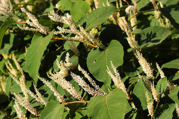 Inflorescences of Giant knotweed (Reynoutria sachalinensis) in a garden - Photo, Image