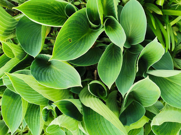 Elongated matte green hosta leaves, top view, in the Botanical Garden of St. Petersburg. - Photo, Image