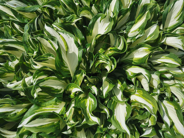 Fondo de hojas jóvenes hosta blanco-verde. Vista superior. - Foto, Imagen