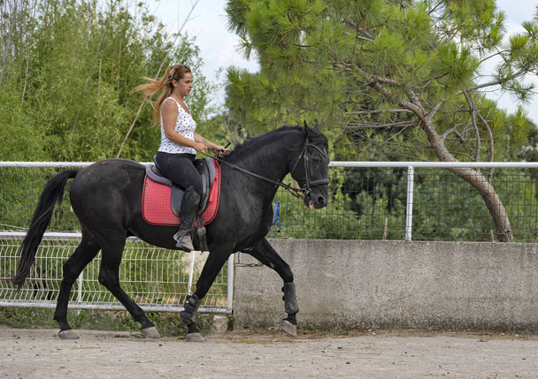  乗馬の女の子は黒い馬を訓練しています - 写真・画像