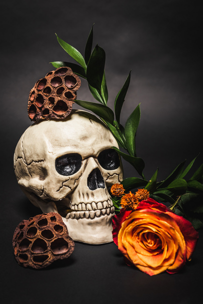 orange flower near spooky skull and dried lotus pods on black  - Foto, Imagen