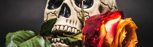 fleur orange dans les dents du crâne effrayant sur noir, bannière - Photo, image