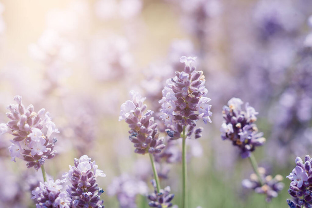 Close-up macro image lavender flowers. Plant decay with insects., sunny lavender. Lavender flowers in field. Soft focus, - Foto, Bild