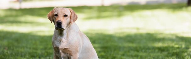 yellow labrador in park on green lawn, banner - Photo, image