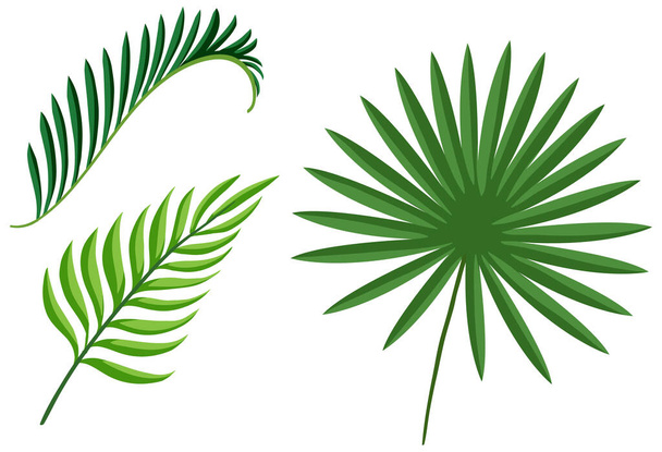 Set of tropical green plant leaves illustration - Vektor, obrázek