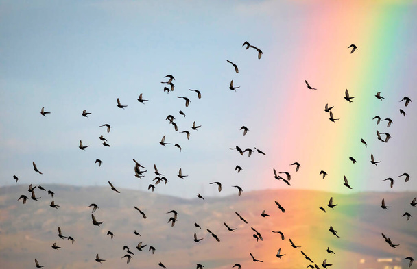Flying birds and Rainbow. Blue sky background. - Photo, Image