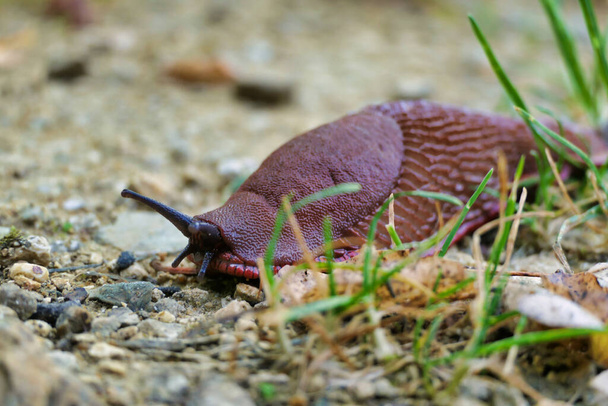 Evropská červený slimák aka Chocolate arion (Arion rufus) plazí po štěrkové cestě. - Fotografie, Obrázek
