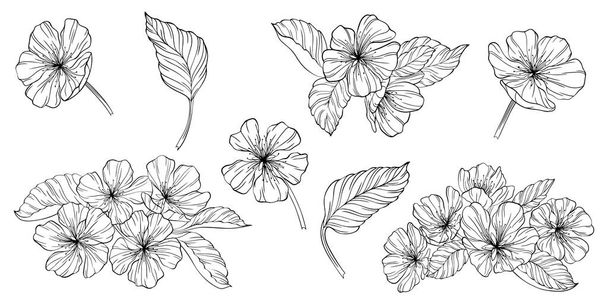Flores de pera y hojas aisladas en blanco. Ilustración de vectores de línea dibujada a mano. Eps 10 - Vector, Imagen