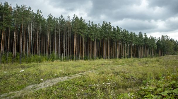 лесной путь вдоль соснового леса в облачную погоду, - Фото, изображение