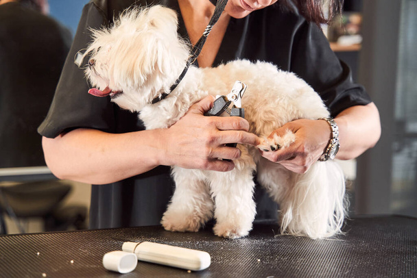 Beautiful white maltipoo standing at the groomer table - Photo, Image