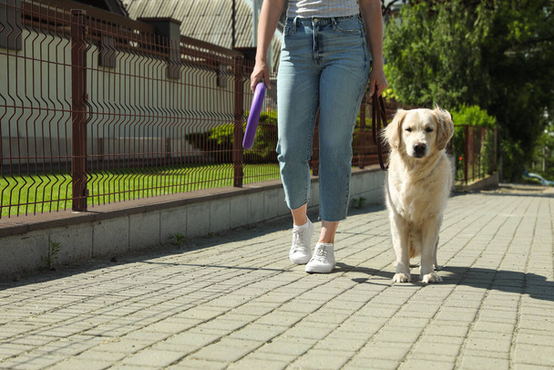Woman walking Golden Retriever dog in sunny park, closeup - 写真・画像