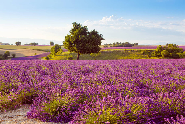 Gyönyörű virágzó lila levendula mezők Valensole közelében Provence-ban, Franciaországban. Tipikus hagyományos vidéki táj naplementekor, virágzó virágokkal. Meleg fény - Fotó, kép