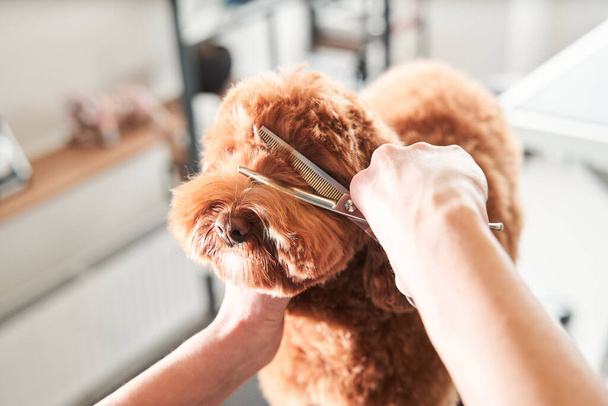 Model haircut of a dogs hair with special scissors - Φωτογραφία, εικόνα