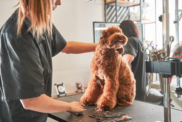 Professional grooming an apricot dog labradoodle in hair salon - Фото, изображение