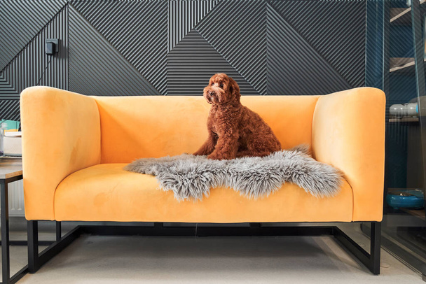 Cute labradoodle dog sitting at the yellow sofa - Φωτογραφία, εικόνα