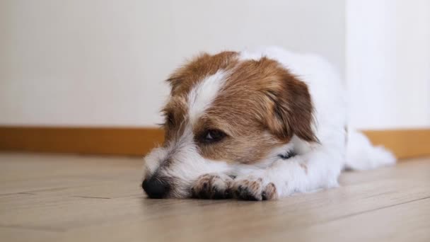 Jack Russell terrier lying on the floor. - Footage, Video