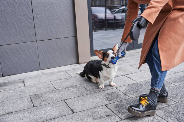 Woman with artificial limb gives a sniff of a toy to her corgi dog - Foto, Bild