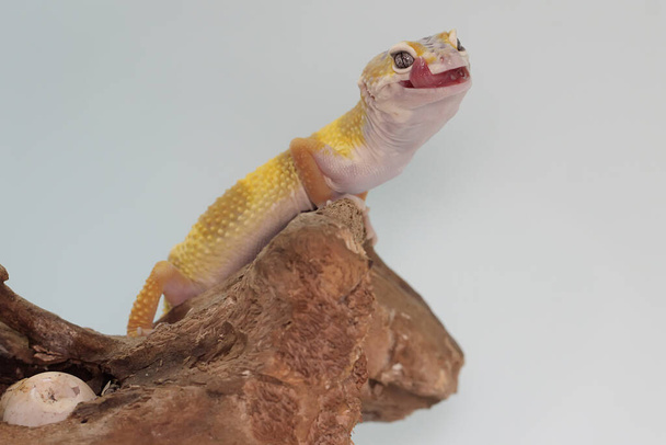 Un gecko léopard s'attaquant à un grillon sur du bois sec. Reptiles avec des couleurs attrayantes ont le nom scientifique Eublepharis macularius.  - Photo, image