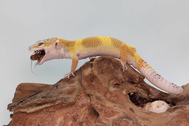 Leopard Gecko żerujący na świerszczu na suchym drewnie. Gady o atrakcyjnych kolorach mają naukową nazwę Eublepharis macularius.  - Zdjęcie, obraz