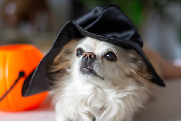 Portrait of a funny chihuahua dog in a black hat for Halloween. Home environment. - Foto, Imagem