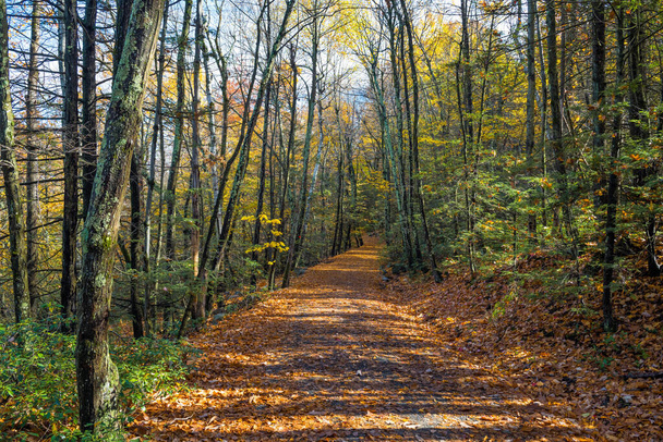 Un tappeto di foglie autunnali su questo sentiero escursionistico nel Lake Minnewaska State Park e Preserve nella Contea di Ulster New York. - Foto, immagini