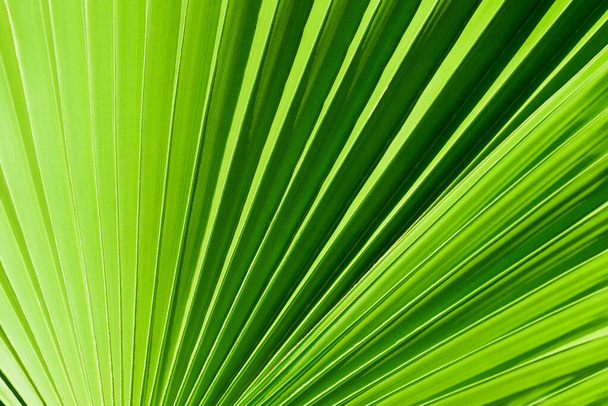 Close-up palm leaves. Light green nature background - Foto, Imagem