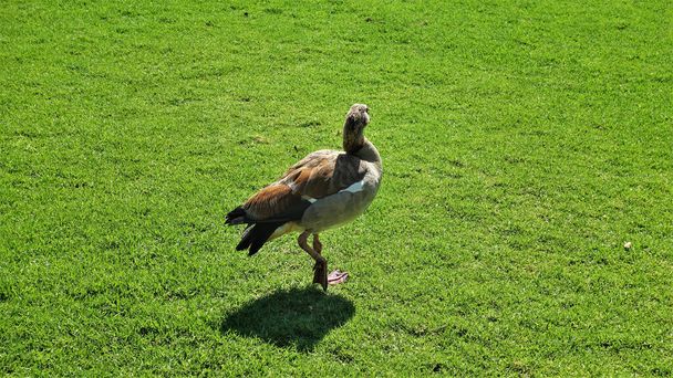 Єгипетський гусак стоїть один на зеленому лужку. Голова повернута. Піднята одна нога. Тінь на траві. Кейптаун (ПАР).   - Фото, зображення