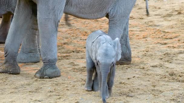 El elefante bebé frota sus pies con sus patas traseras, como si estuviera haciendo cosquillas. Estilo de vida de varios animales salvajes en el Parque Nacional Etosha. Namibia. Sudáfrica. Oct 2019 - Metraje, vídeo