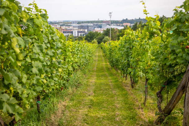 Viñedos de vino. Jóvenes arbustos de vino de plantación de uva en la ciudad de Praga, República Checa  - Foto, imagen