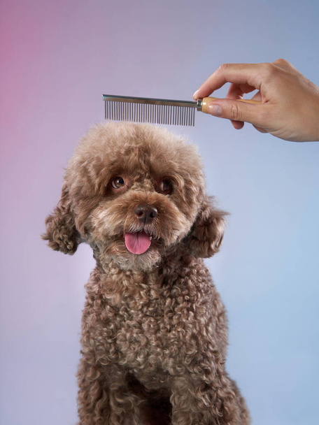 poodle hairstyle. The girl is combing the dog. Pet grooming - Foto, Imagem