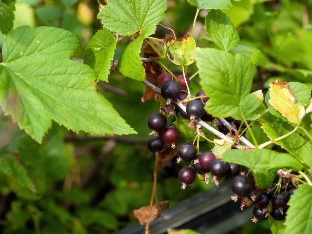 Черная смородина ягоды на ветке, летом - Фото, изображение