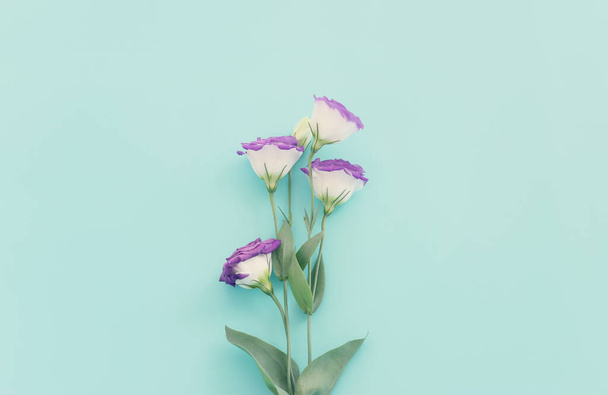 Top view image of pink and purple flowers composition over pastel blue background .Flat lay - Valokuva, kuva