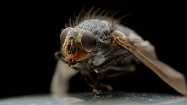 Toter Fliegenkäfer Nahaufnahme Makro, Insektenschädling Entomologie Insektizid auf schwarzem Hintergrund, getrocknete Stubenfliege - Filmmaterial, Video