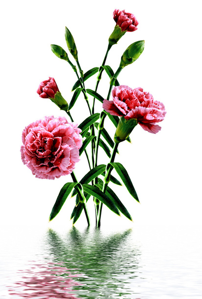 Carnation Flowersイメージ 写真素材との写真carnation Flowers