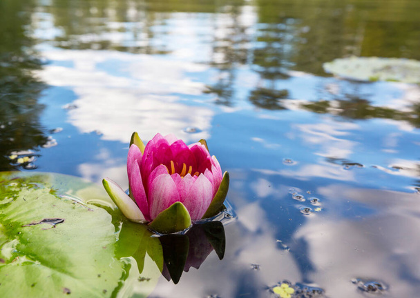 Lotus on the blur background - Фото, изображение