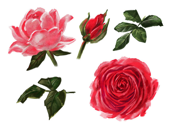 Rosas aisladas sobre fondo blanco. Pintura al óleo. Ilustración dibujada a mano.  - Foto, Imagen