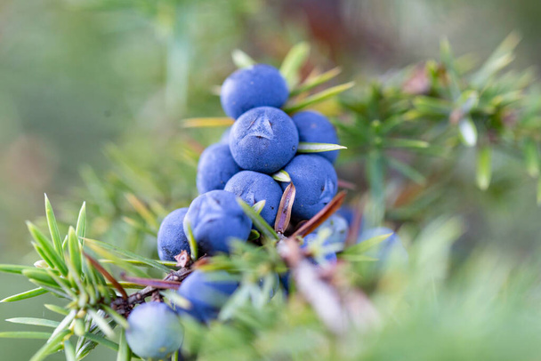 Juniperus communis es una especie de arbusto de la familia Cupressaceae. Rama de Juniperus communis con conos azules frescos. - Foto, imagen