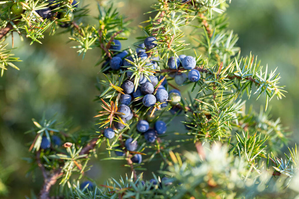 Juniperus communis, the common juniper, is a species of small tree or shrub in the cypress family Cupressaceae. Juniperus communis branch with fresh blue cones. - Photo, Image