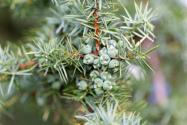 Juniperus communis, the common juniper, is a species of small tree or shrub in the cypress family Cupressaceae. Juniperus communis branch with fresh blue cones. - Photo, Image