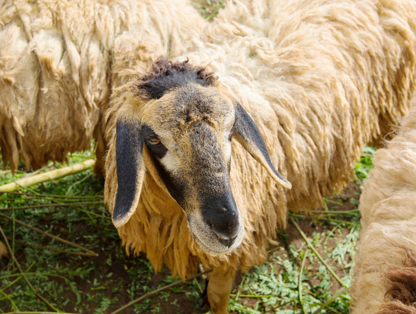 Suffolk sheep - Photo, Image