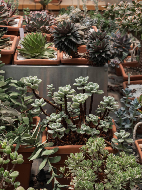 Verzameling van diverse veelkleurige sappige planten. Sappige tuin in potten. Vooraanzicht - Foto, afbeelding