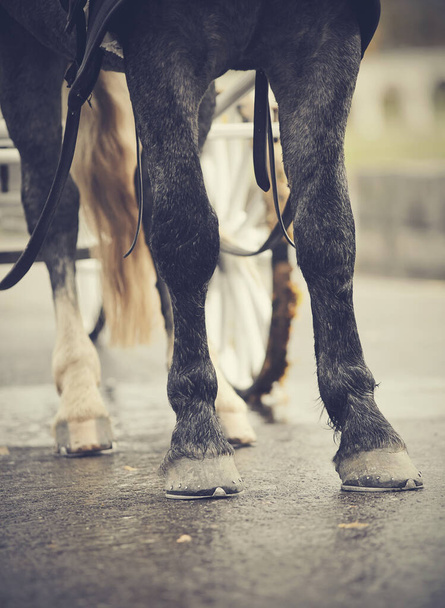 Horse-drawn transport. Legs of the horse harnessed in the carriage. - Photo, Image