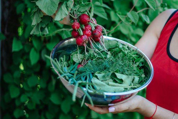A bunch of fresh bright red radishes and a metal plate with fresh herbs in women's hands. The first fresh harvest.copy space. selective focus - Zdjęcie, obraz