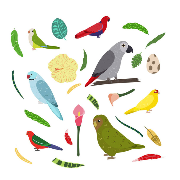 Modelo de design com papagaios em quadrado para impressão infantil. Composição retangular de aves tropicais cinza africano Jaco, papagaio-coruja, kakariki, periquito monge. - Vetor, Imagem