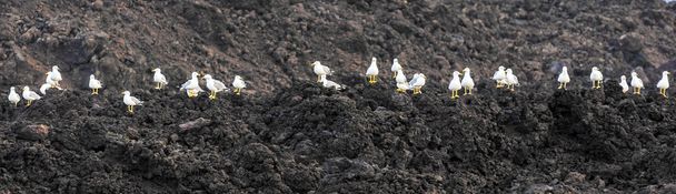 чайки, що сидять на вулканічних каменях
 - Фото, зображення