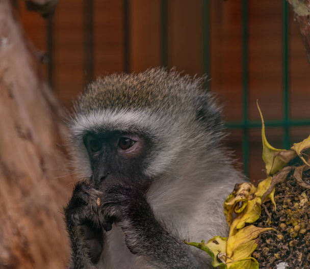 Cabeça de macaco com comida nas mãos no verão dia quente - Foto, Imagem